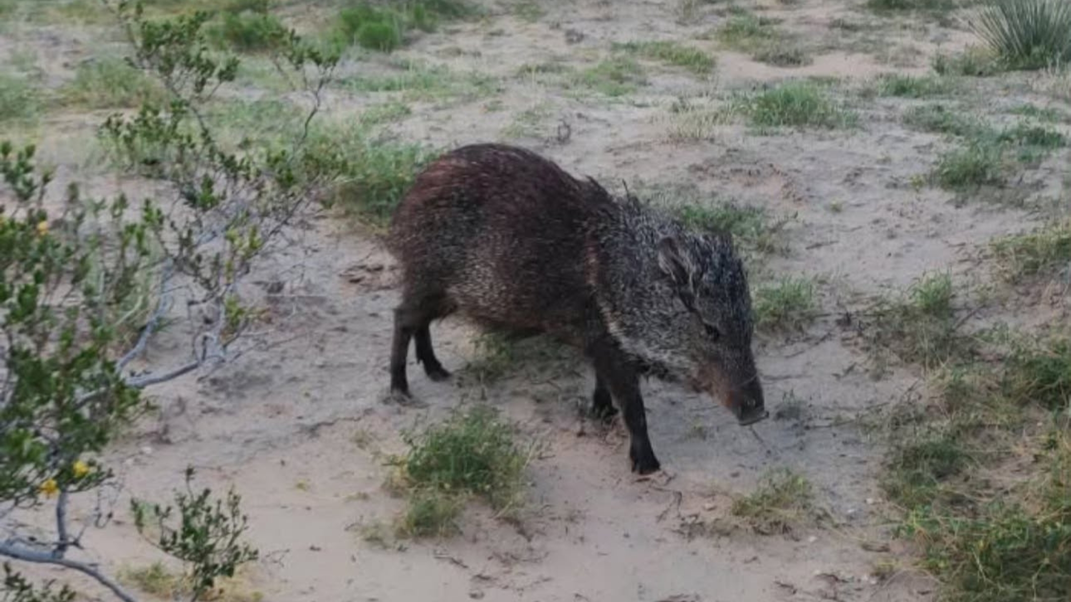 Atropella RZR a pecarí en el desierto de Juárez; colectivo reporta horas sin atención institucional