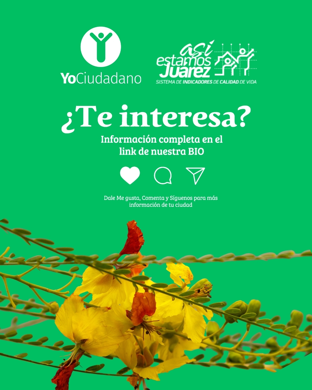 Juarenses viven con menos del mínimo de áreas verdes (3 de 3)