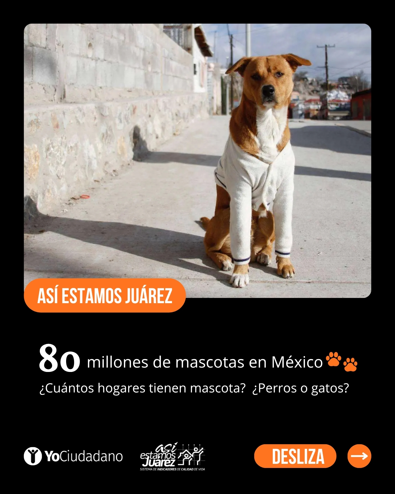 80 millones de mascotas en México (1 de 4)